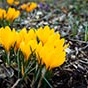 Yellow crocus flowers emerging from the soil. 
