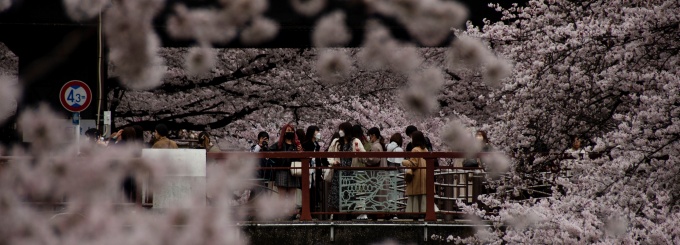Japanese Cherry Blossoms. 