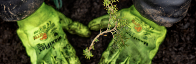 Student planting a tree. 