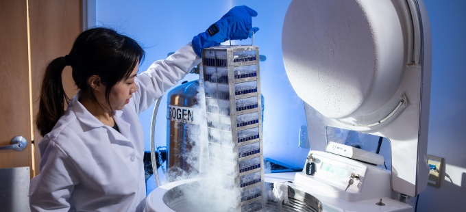 Prontip Saelee, PhD, a scientist at Tactiva Therapeutics, removes biological samples from a liquid nitrogen freezer in a lab in the Center Bioinformatics Life Sciences, CBLS. 