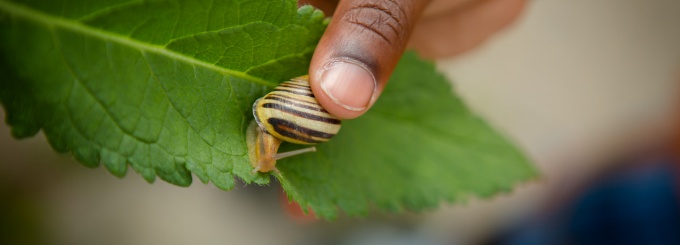 child hand holding on to snail and leaf. 
