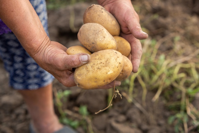 Person holding a handful of potatoes. 