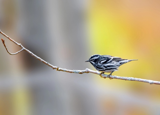 A bird on a tree branch. 
