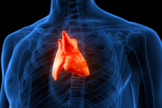 Thymus gland highlighted in a silhouette of a human chest. 