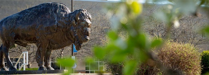 The bronze buffalo on North Campus. 