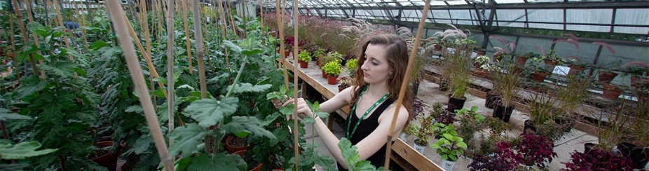 A student works with plans in a greenhouse. 
