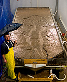 The ultimate showman, P.T. Barnum,
proved to be the inspiration for Cynthia Wu’s current book
project. Photo: DOUGLAS LEVERE